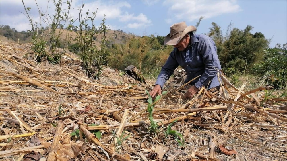 Fao Establece Tres Prioridades Agroalimentarias Para Am Rica Latina Y