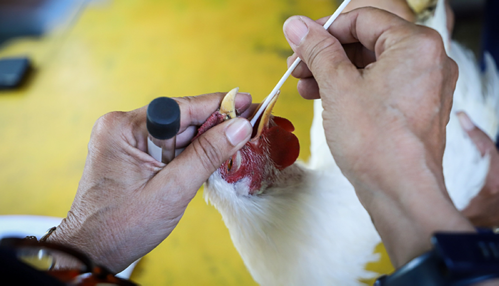 Oms Teme Que Virus De Gripe Aviar Se Adapte F Cilmente A La Especie