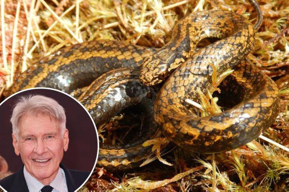 Descubren Serpiente Harrison Ford En Selva De Per Diario El Mundo