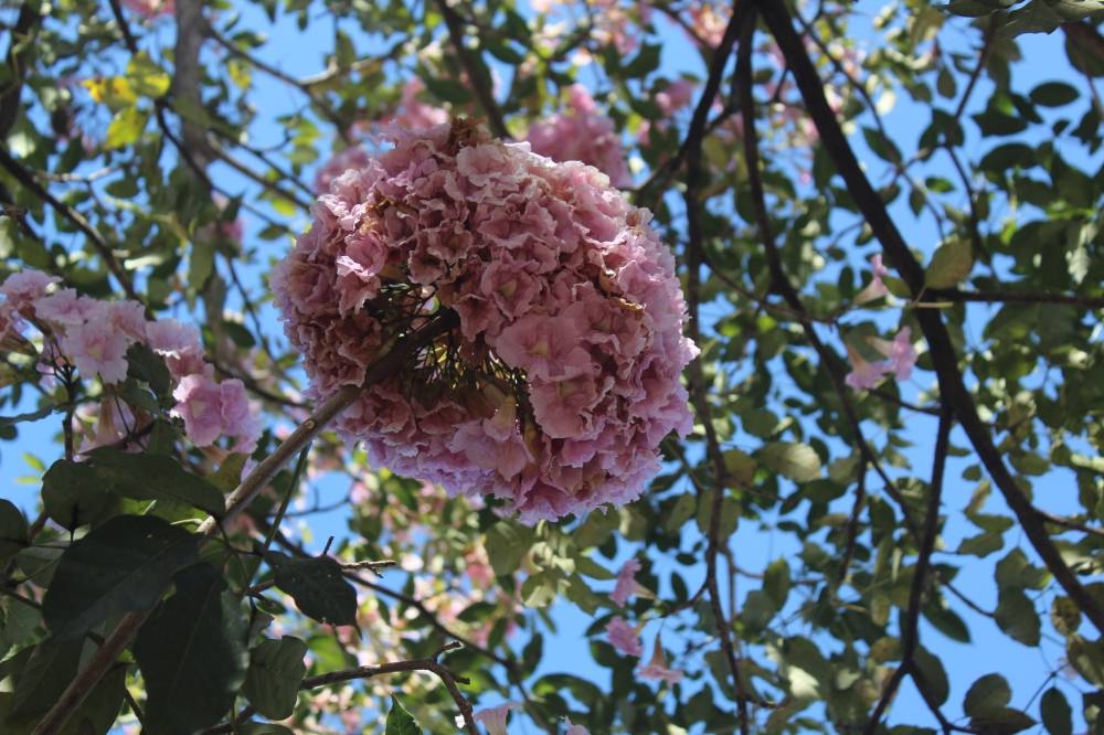 Las flores de Maquilishuat. / Gabriel Aquino. 