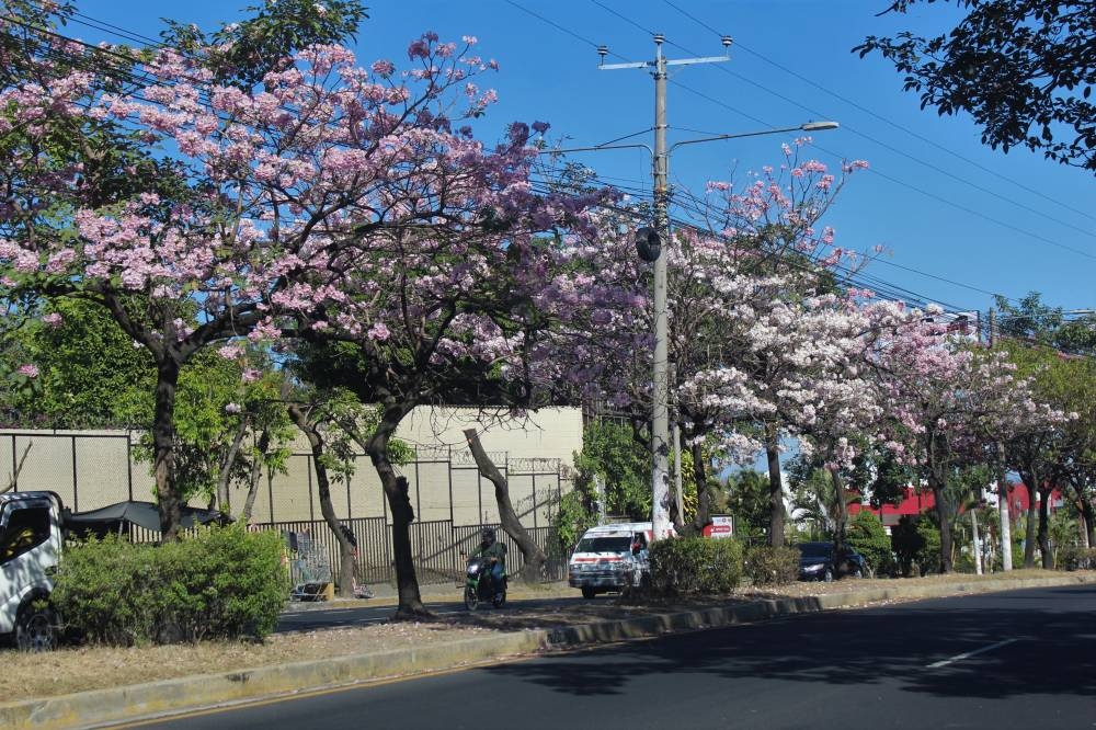 Árboles de Maquilishuat en floración en la prolongación de la Alameda Juan Pablo- / Gabriel Aquino. 