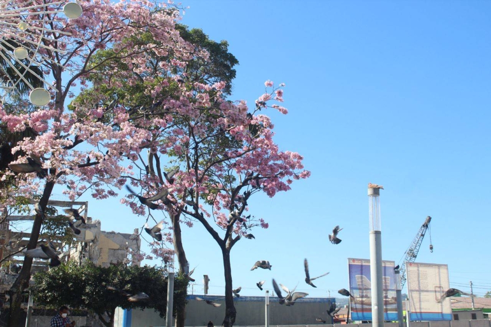 Árboles de Maquilishuat en la plaza Gerardo Barrios, en el Centro Historico. / Gabriel Aquino. 