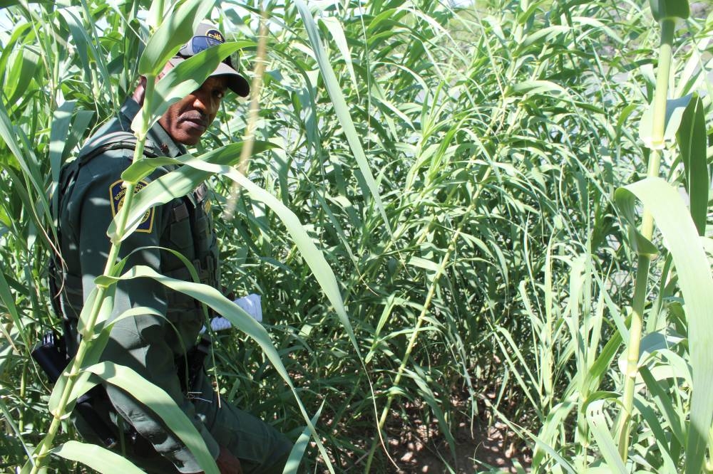 A la orilla del río Bravo, los migrantes se esconden entre una especie de caña a la orilla del río. YM