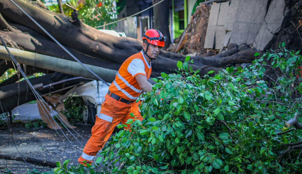 Un árbol se deslomó sobre un vehículo. Cortesía Protección Civil