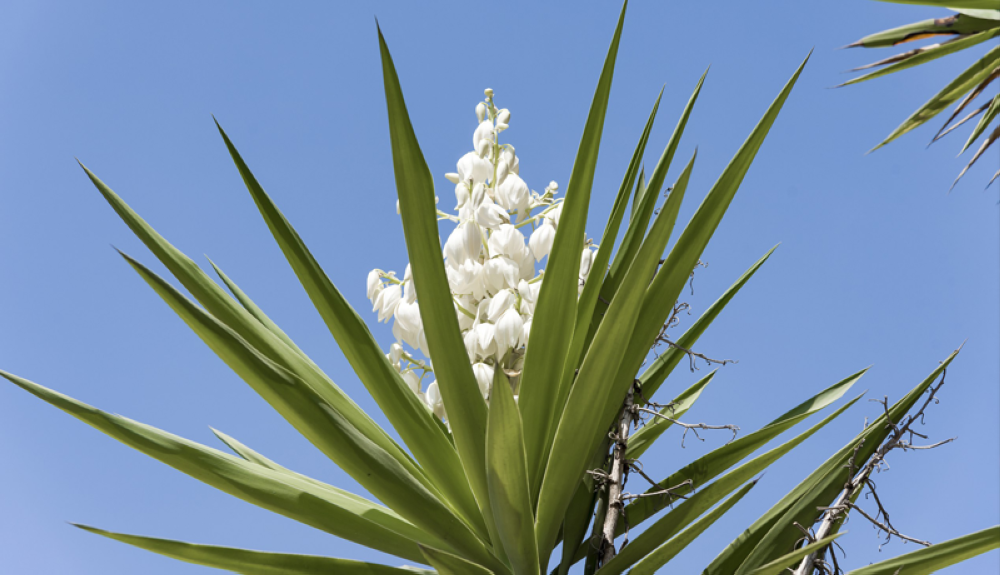 Cuatro recetas únicas de cómo saborear el Izote, la flor nacional de El  Salvador - Diario El Mundo