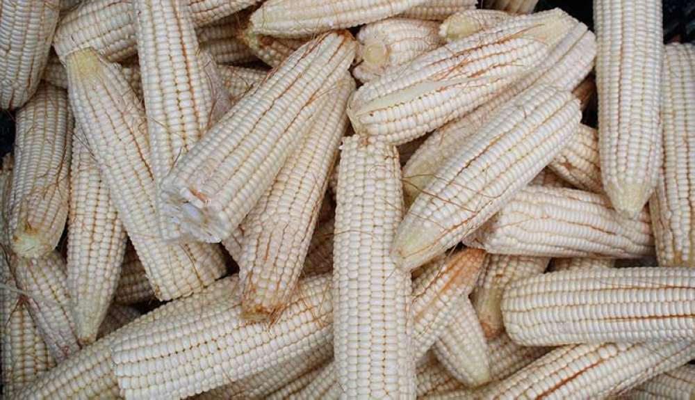 Vendedores reportan menor ingreso de elotes a mercados - Diario El Mundo