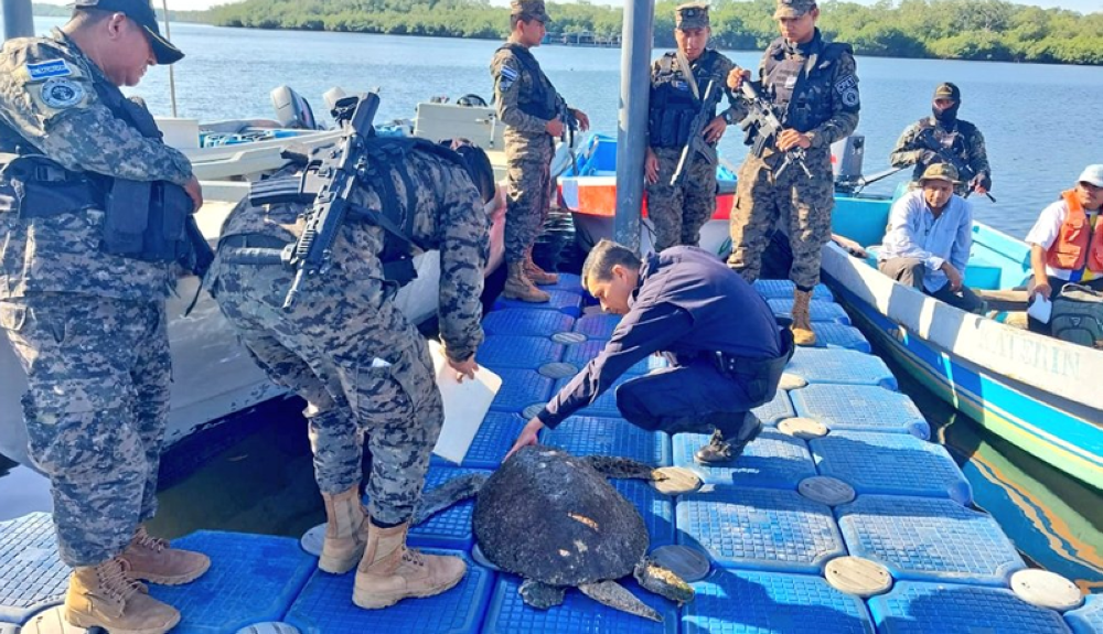 Elementos de la Fuerza Naval y de la PNC rescataron a la tortuga / Cortesía.  