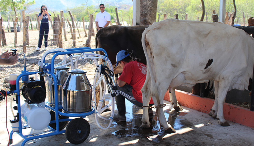 Joven del proyecto de NPH trabaja en el ordeño de la vacas. Cortesía