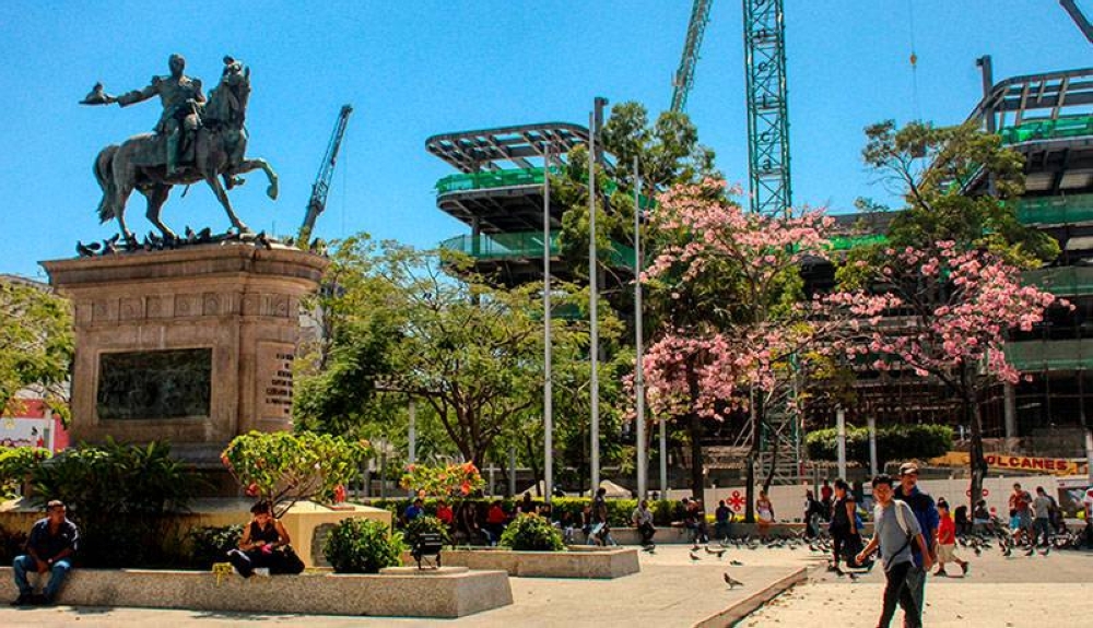 Un ejemplar en sus inicios de floración en la plaza Cívica, y de fondo la construcción de la Biblioteca Nacional. / Gabriel Aquino