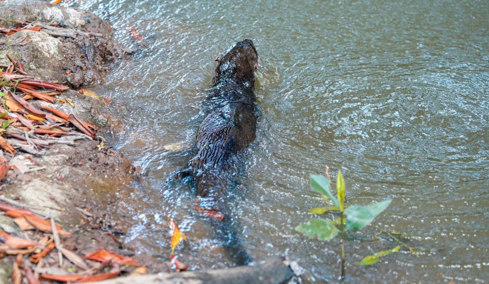 La nutria fue puesta en un zona protegida por el Ministerio de Medio Ambiente. / Cortesía Marn.