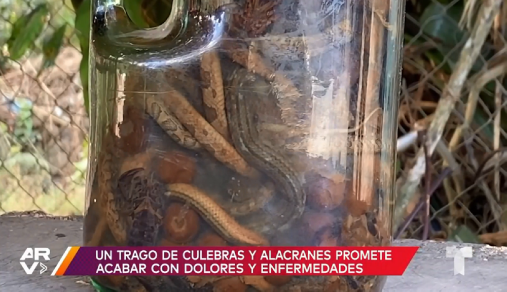 Residents who consume it vouch that this drink is a medicinal extract / provided by Telemundo.