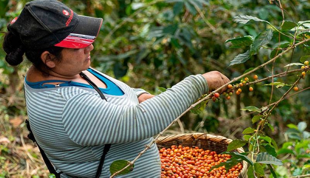 El concepto de “sostenibilidad” implica mejorar la calidad de vida de los trabajadores de las fincas al vender el café a precios más altos que en la bolsa. / Cortesía