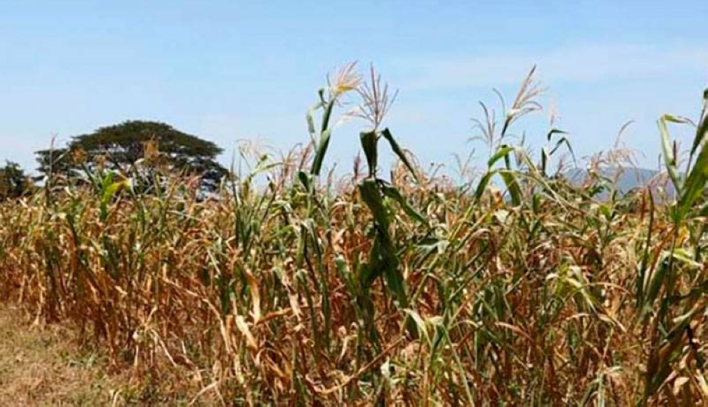 La cobertura verde disminuye con la falta de agua subterránea, durante los veranos, pero la influencia de El Niño agrava esa situación./ DEM