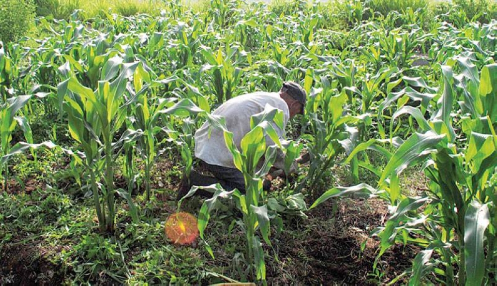 Agricultores Prevén 198 Millones De Quintales De Granos Básicos En 2023 Diario El Mundo 7253