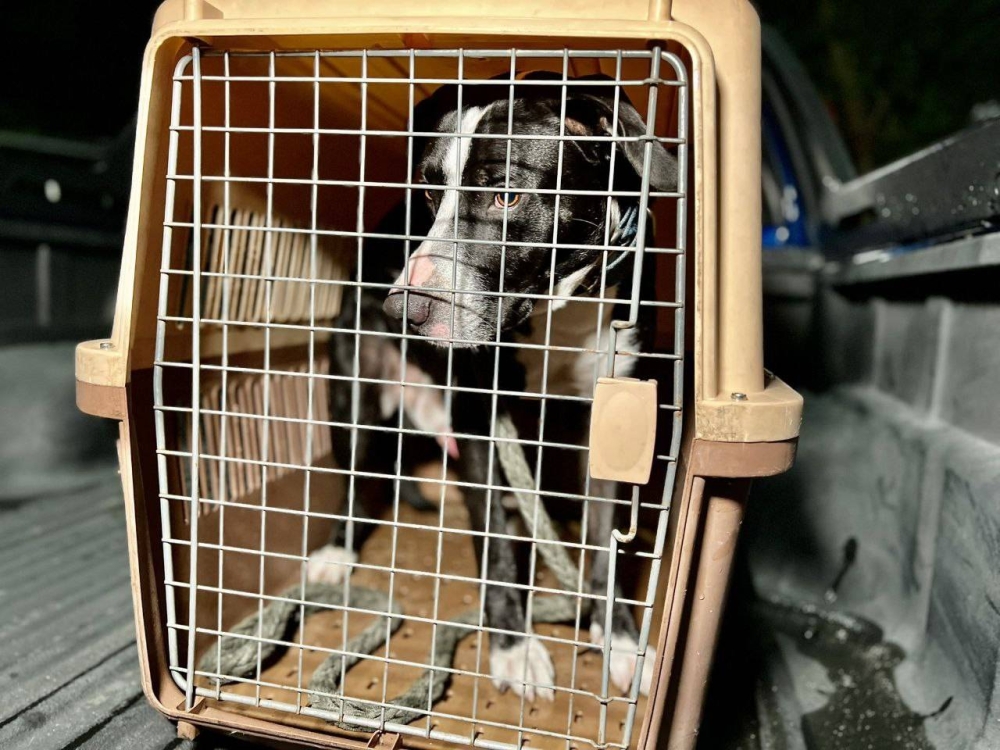 El perrito será trasladado a un lugar seguro para ser evaluado / Cortesía.