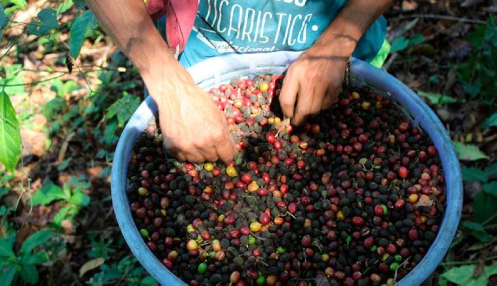 El café es el segundo producto agrícola más exportado. / DEM