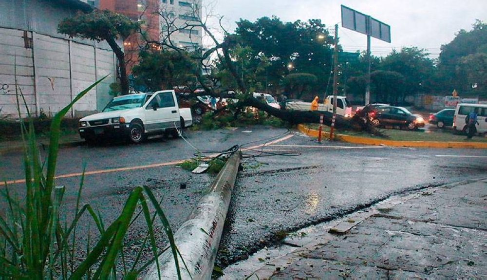 Un árbol cedió ayer por las lluvias en la Diagonal Universitaria, cerca del Centro Judicial Isidro Menéndez. / F. Valle.