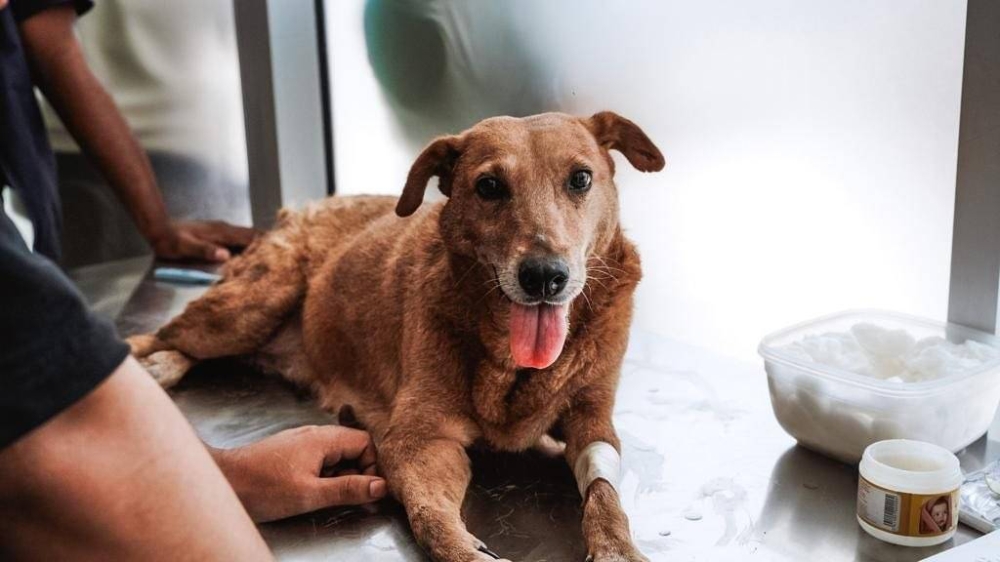 Loky recibió atención médica.