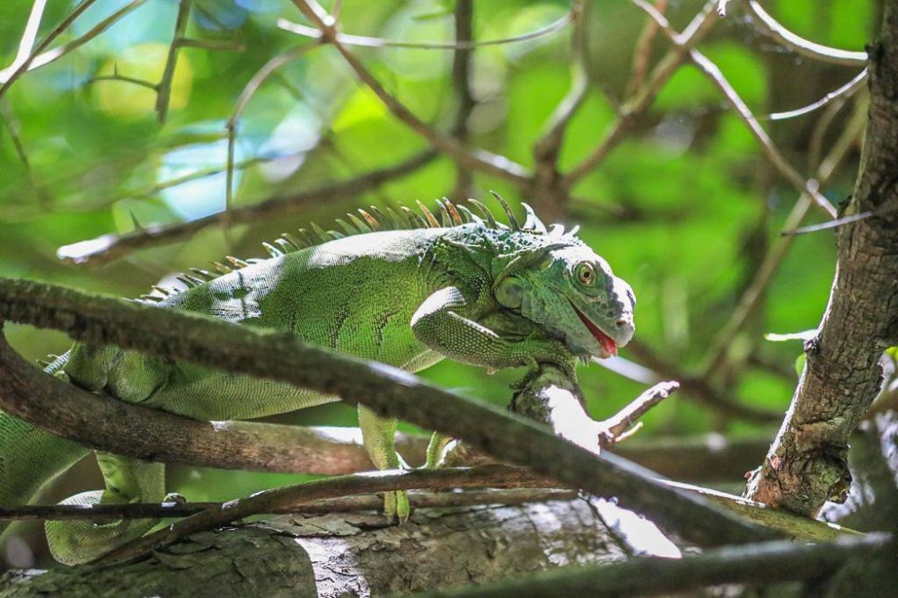 Una de las iguana que ya está en su ambiente natural. 