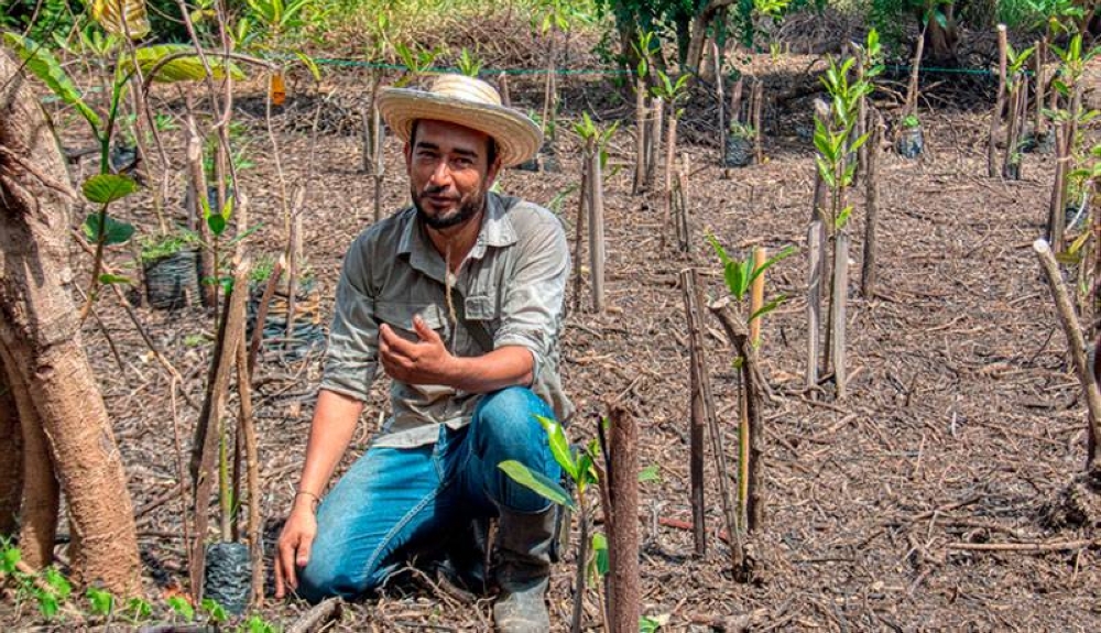 En cada hectárea se siembran hasta 4,000 mangles, con un costo promedio de $1.50 por planta, detalló Luis Quintanilla, de AMBAS. / Francisco Valle