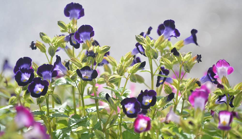 La renovación en los jardines incluyó nuevas variedades de flores y ornamentos. Foto DEM-Libeth Ayala