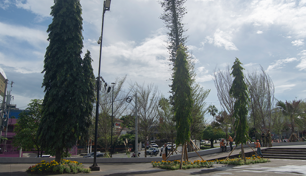 Nuevos árboles han sido adicionados a los espacios verdes de la plaza Divino Salvador del Mundo. Foto DEM-Lisbeth Ayala