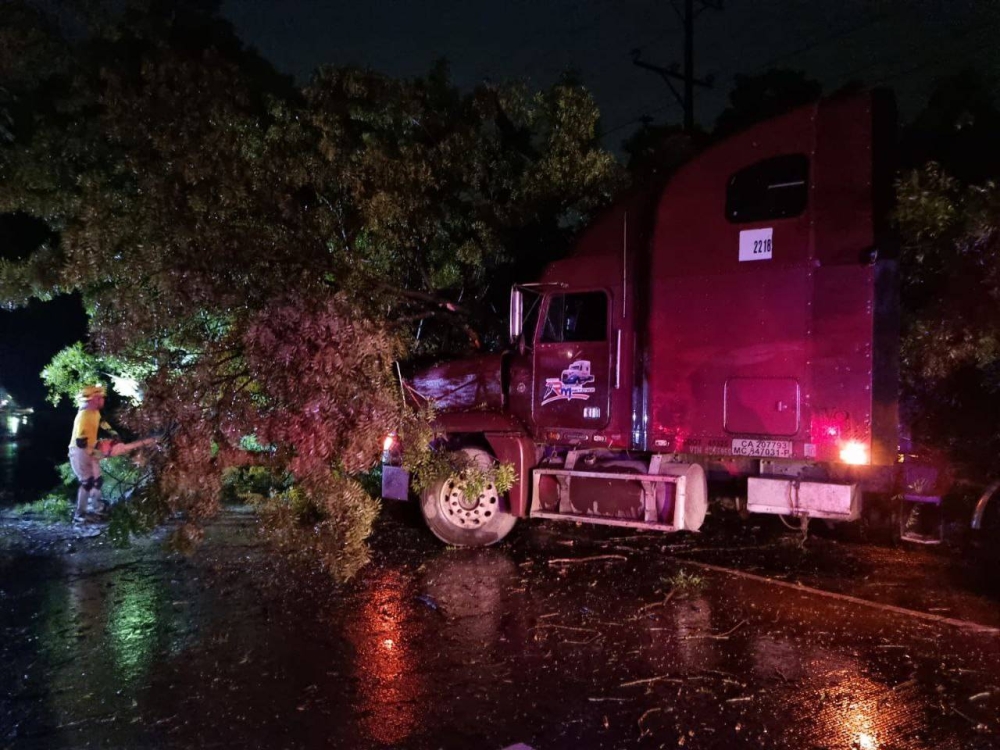 Árbol sobre un trailer en la carretera de San Anta. 