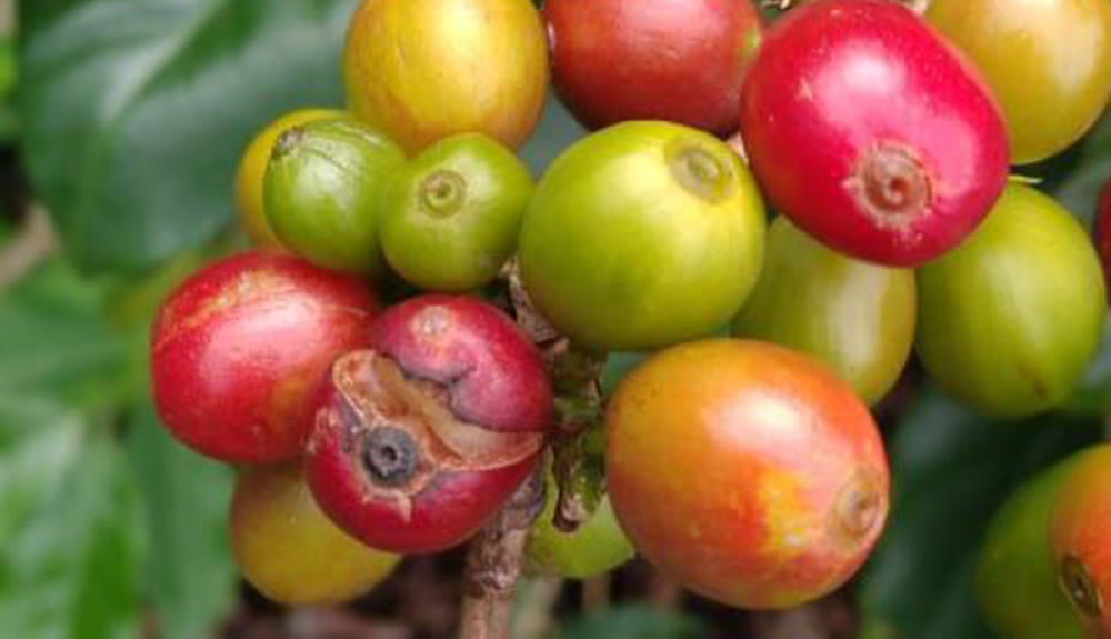 Las lluvias ocasionaron que el grano de café se rajara, que termina por caerse y crea condiciones para la broca. Cortesía Acafesal