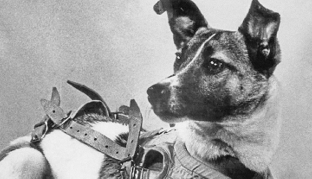 First living space: 66 years since the dog Laika | OMG Bulletin
