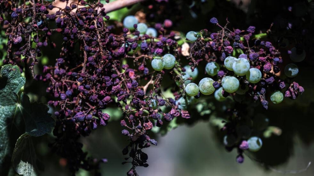 Global wine production falls to lowest level in 60 years due to frost and drought OMG Bulletin