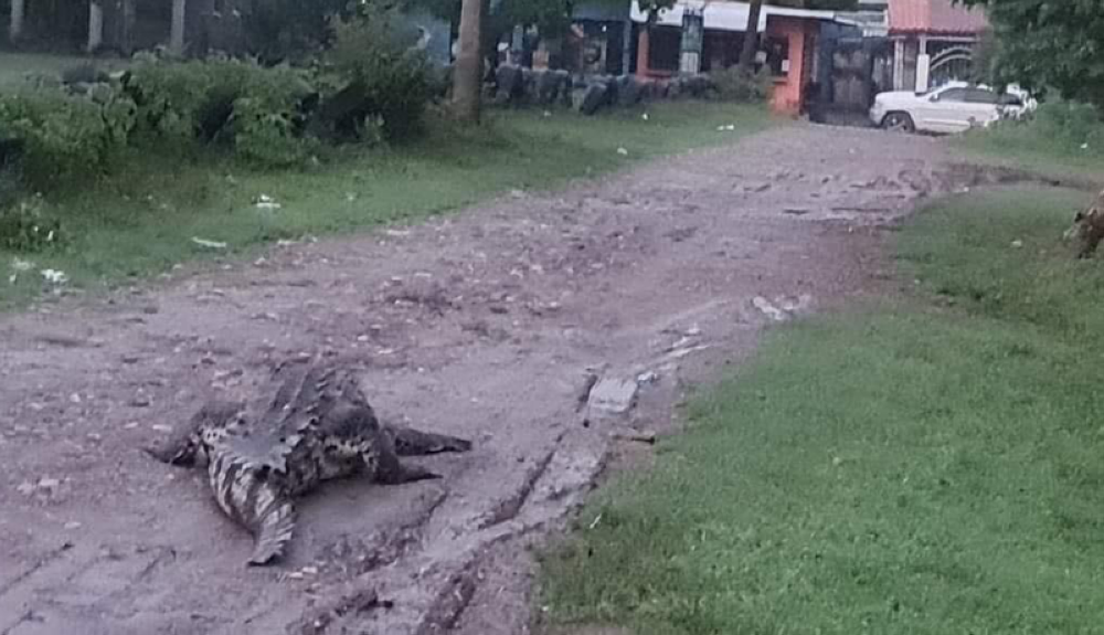 Un cocodrilo se pasea por una calle de una colonia en el departamento de Cortés. Campus Television