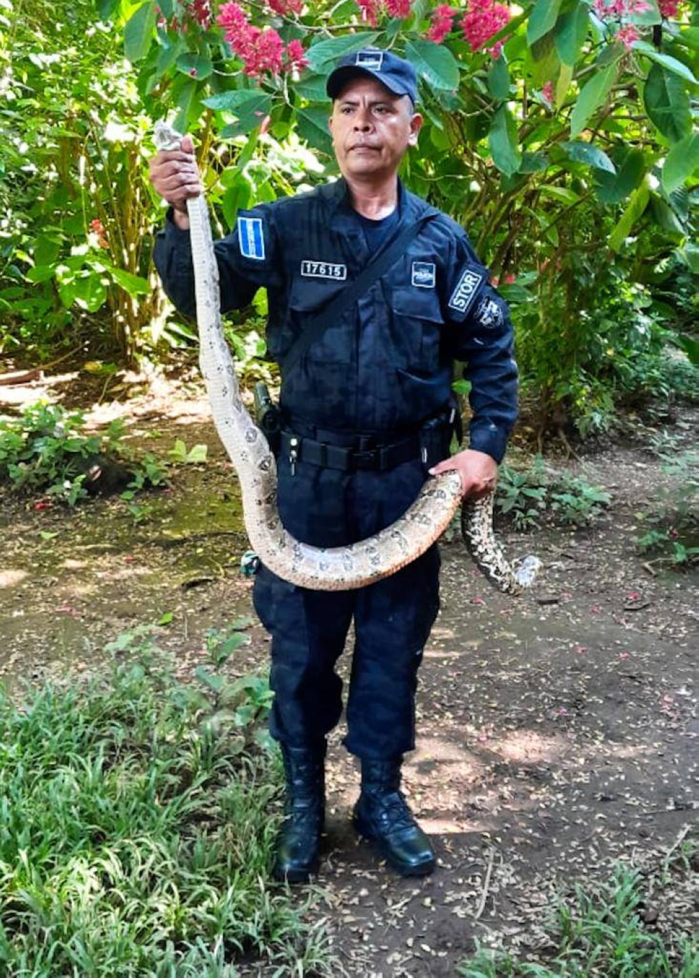 Boa encontrada en Puerto El Triunfo, Usulután.