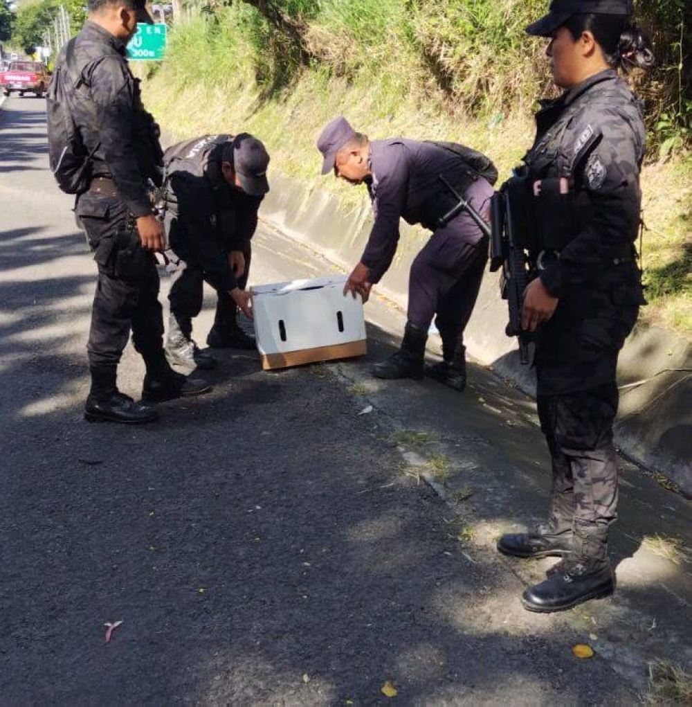 Los cochorros de a penas un mes fueron encontrados en una caja de cartón en el kilómetro 25 de la carretera Panamericana./ PNC