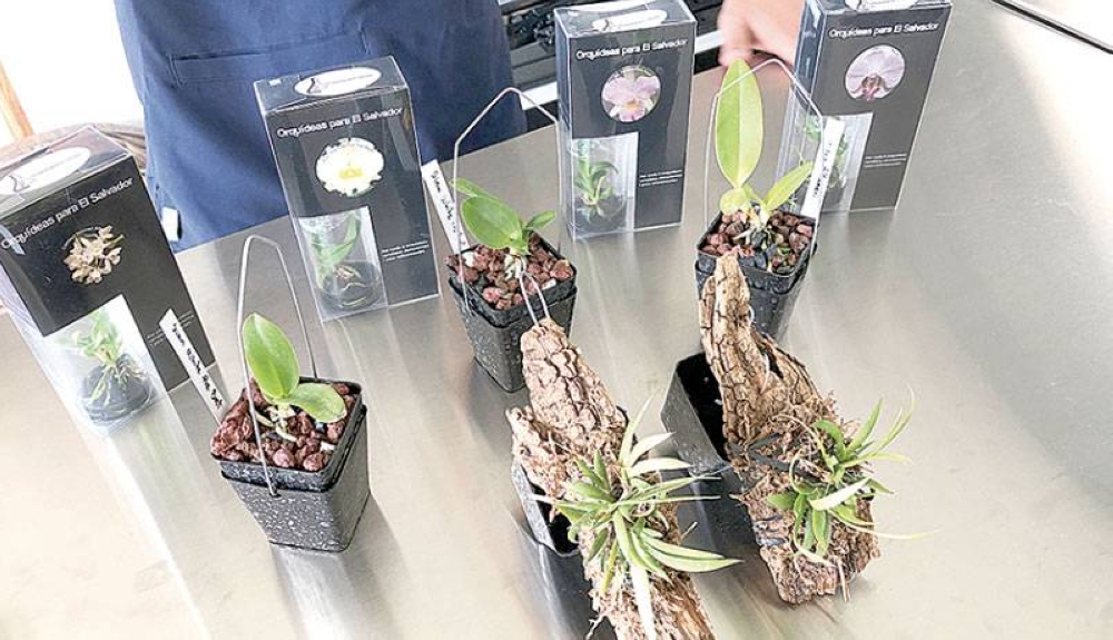 Vitroplantas entrega la orquídea en un tronco y musgo para asegurar su vida. / F. Valle