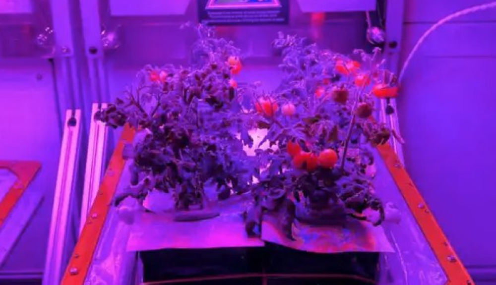 Planta de tomates de cultivo experimental en la Estación Espacial Internacional. 