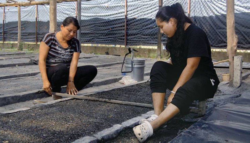 Las mujeres siembran estacas de loroco en camas preparadas con grasa de arroz y carbón. / Lisbeth Ayala