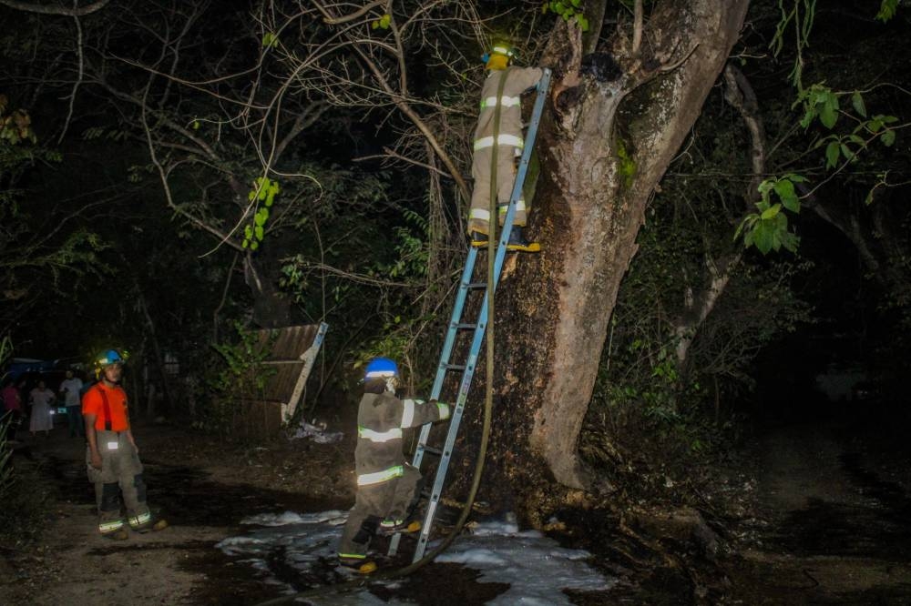 Unidades de Bomberos de El Salvador sofocaron un incendio en un árbol de conacaste.