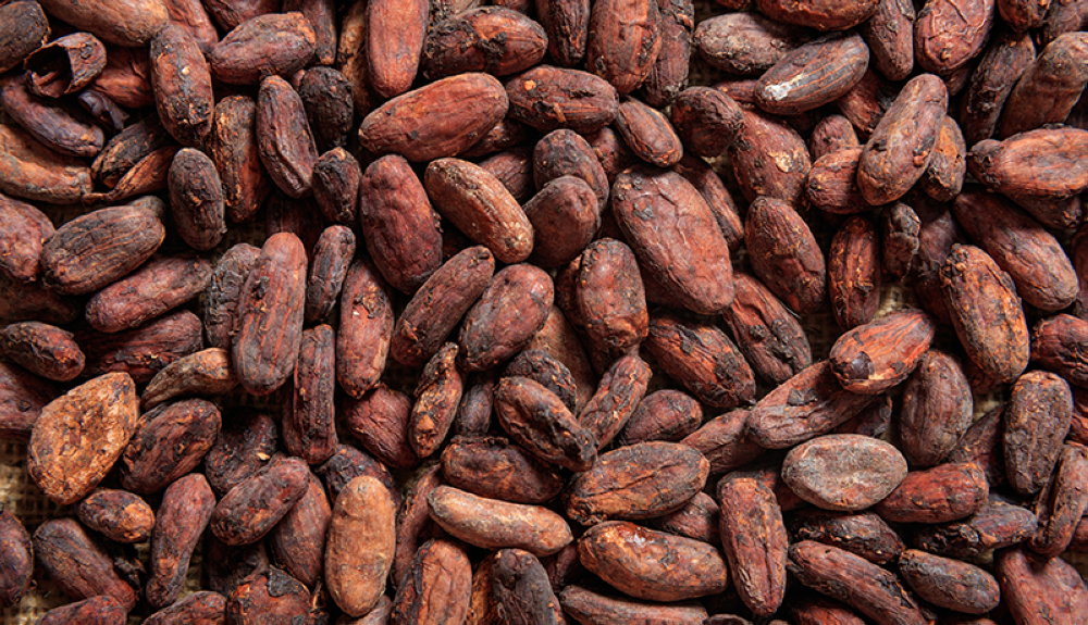 Las fincas de cacao ascienden a 1,647 en El Salvador, según la Alianza Cacao. /DEM