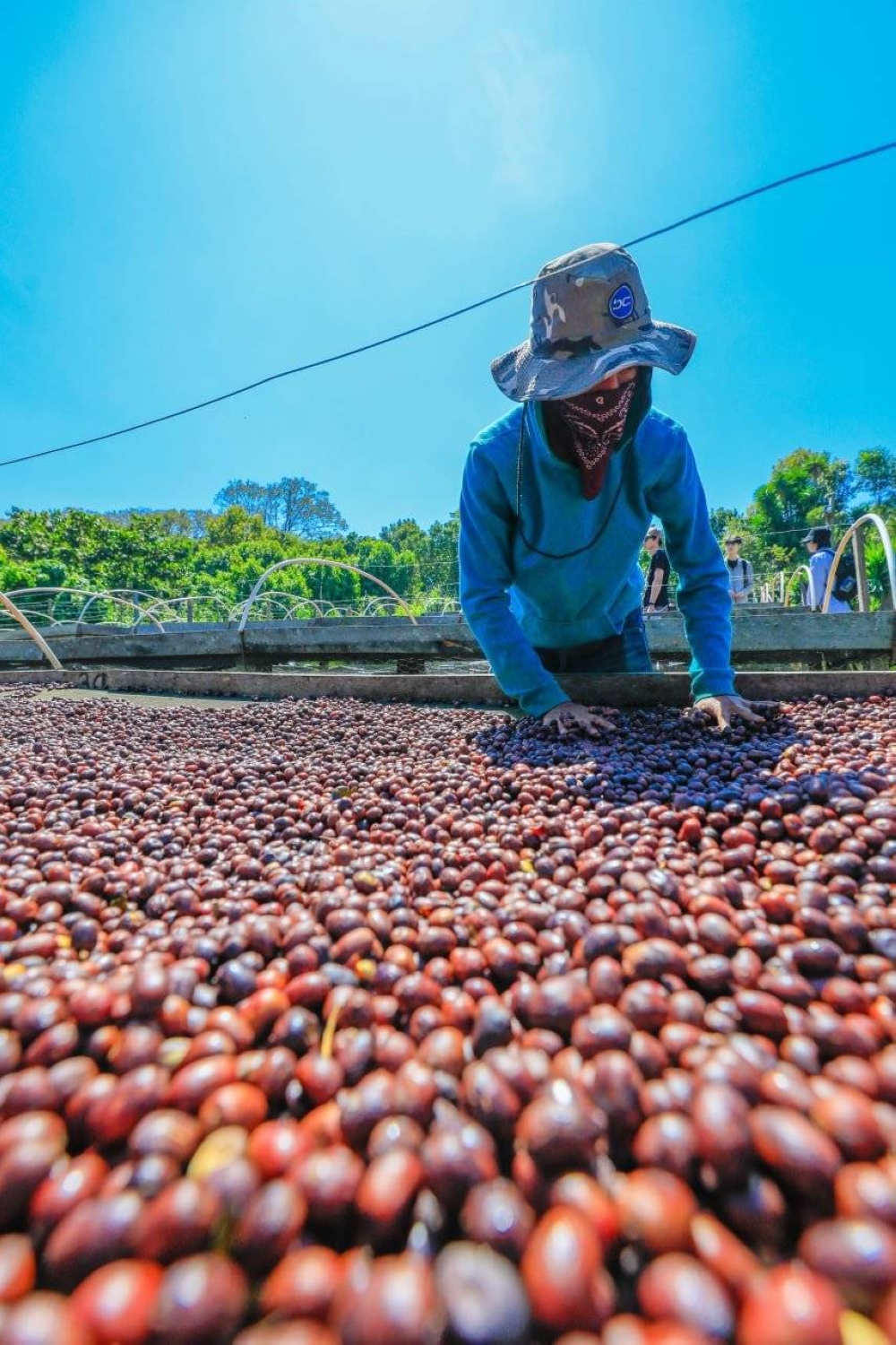 Hoy es el día del café Pacamara y El Salvador buscará promocionarlo ...