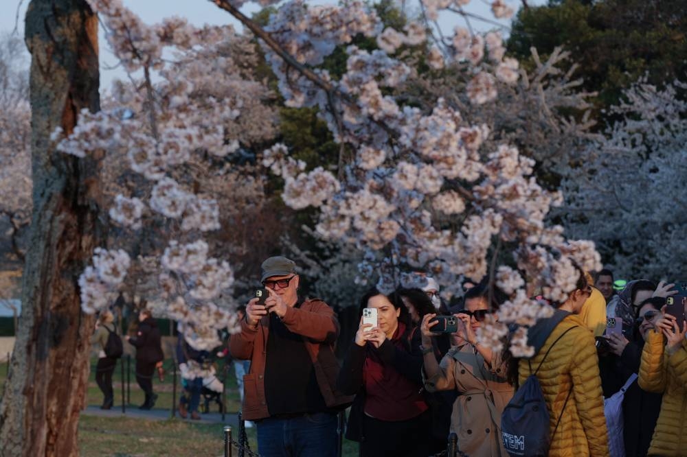 Los cerezos de Washington florecen antes de tiempo por el cambio