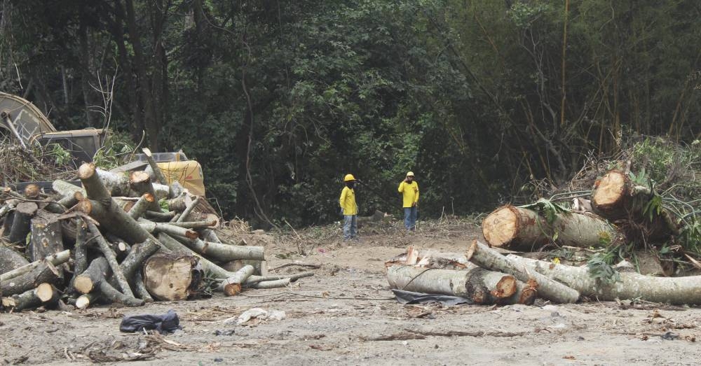 Más de 5,000 árboles han sido talados para ampliar la carretera. / Michelle Rivera.