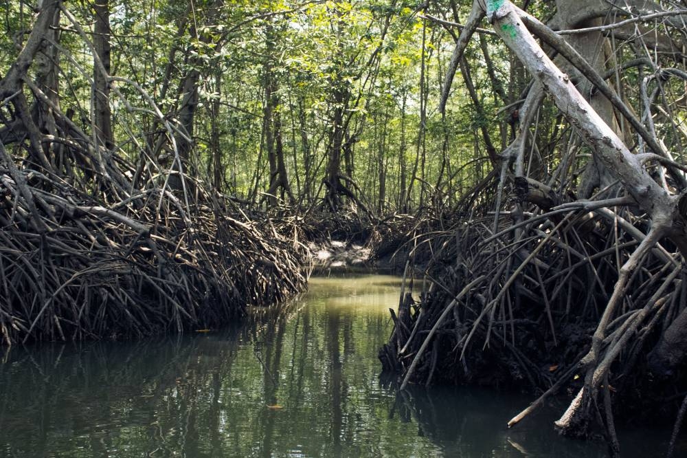 El manglar de Jaltepeque es uno de los siete sitios Ramsar declarados por el MARN en El Salvador. /Alexander Montes 