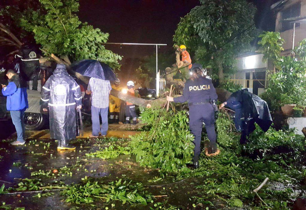 El MOPT y la PNC han reportado caídas de árboles durante las lluvias. / PNC.