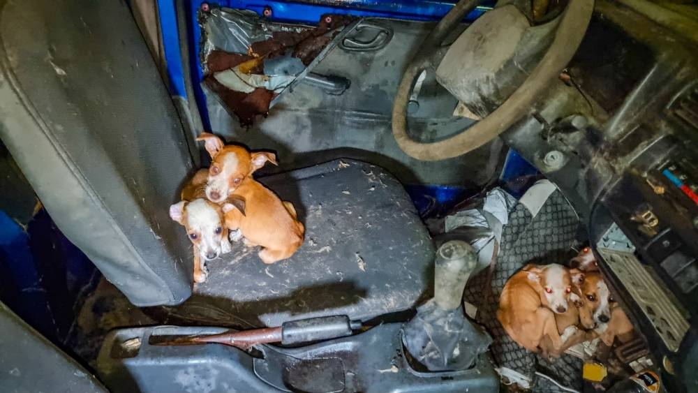 Cachorros abandonados en un vehículo en la comunidad Las Palmas. / @PrensaAMSSC.