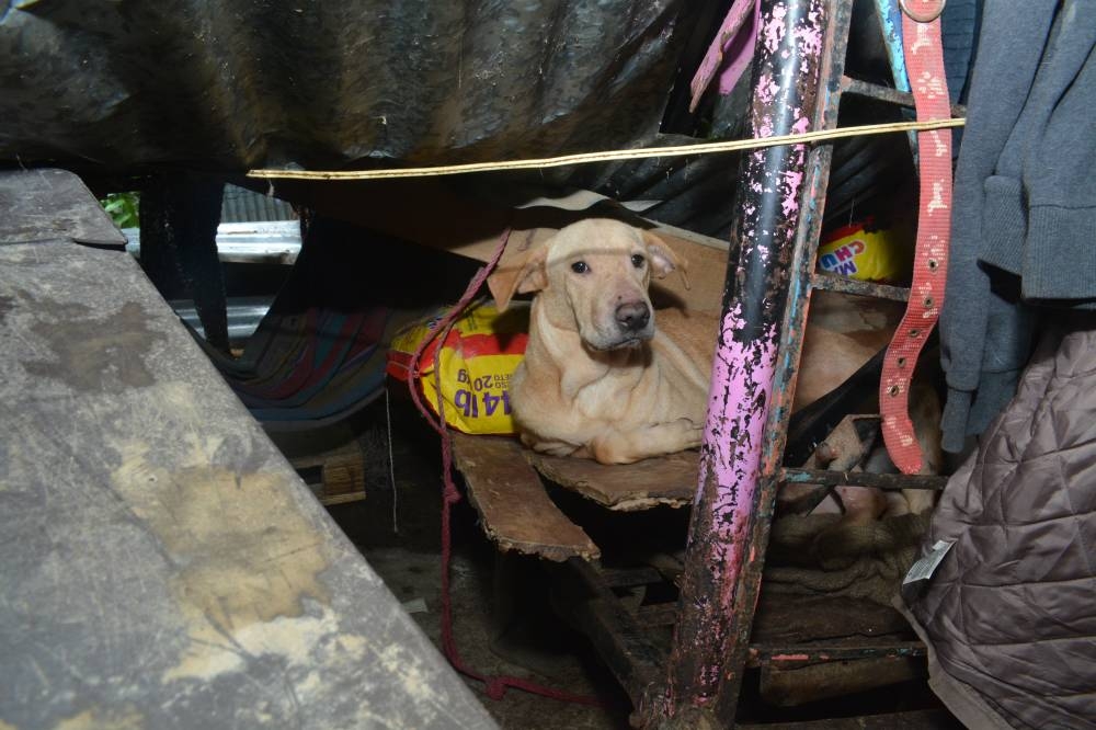 Ayer, cuatro perritos aún permanecían junto a Oneyda y su familia, a pesar de la destrucción. Lisbeth Ayala.