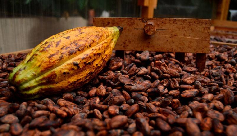 El cultivo de cacao era considerado sagrado por los mayas, pero decayó con la expansión de otro tipo de plantaciones. / DEM,image_description: