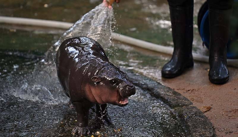 Moo Deng, una hipopótamo pigmeo, que se volvió la sensación de internet. /AFP,image_description: