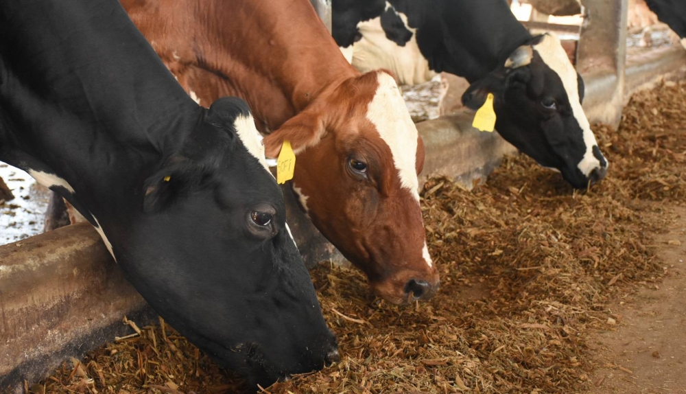 Los ganaderos recomendaron a otros productores mantener la limpieza en sus ganaderías y revisar a los animales para evitar el aparecimiento de la enfermedad. /DEMn,image_description: