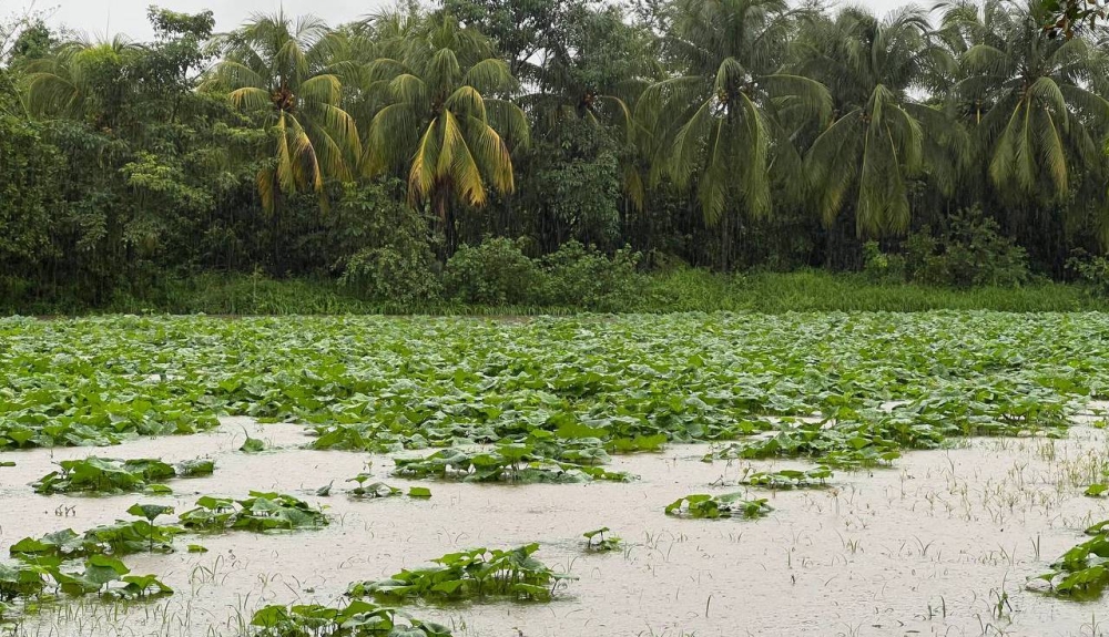 El fenómeno climático de La Niña provoca lluvias, que terminan por dañar los cultivos. /DEM,image_description: