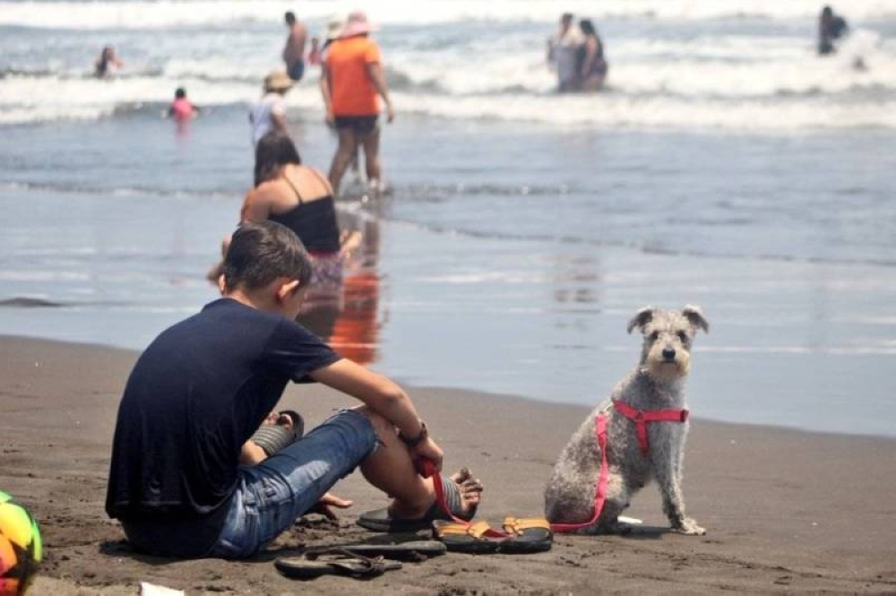 La Libertad Costa aprobó su ordenanza de protección de animales en julio pasado. / DEM.,image_description: